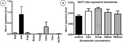 The Role of Na:K:2Cl Cotransporter 1 (NKCC1/SLC12A2) in Dental Epithelium during Enamel Formation in Mice